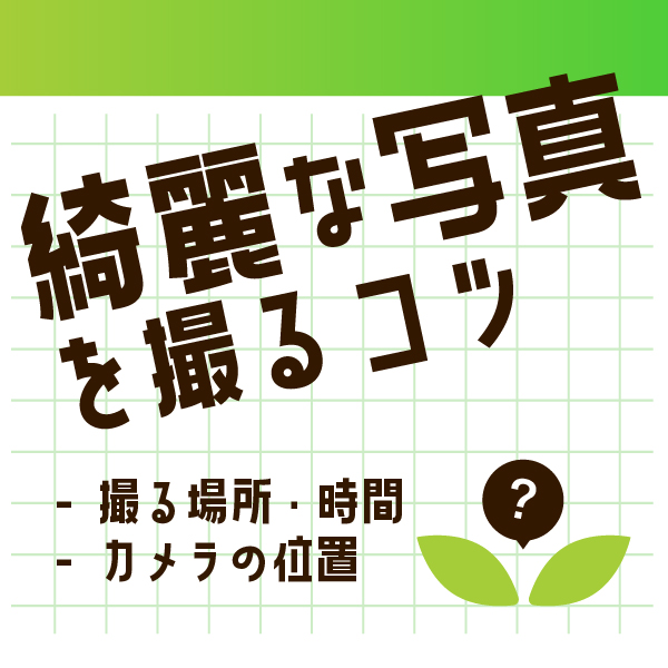 綺麗な写真を撮るコツ